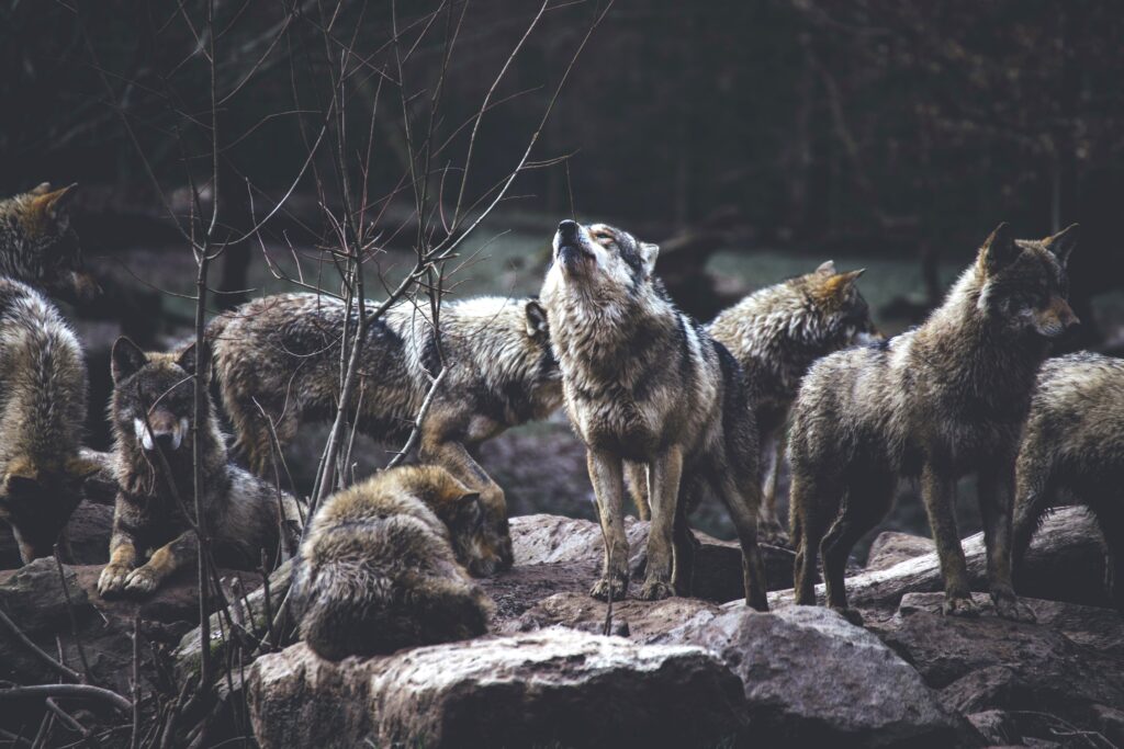 wolf pack resting on rocks