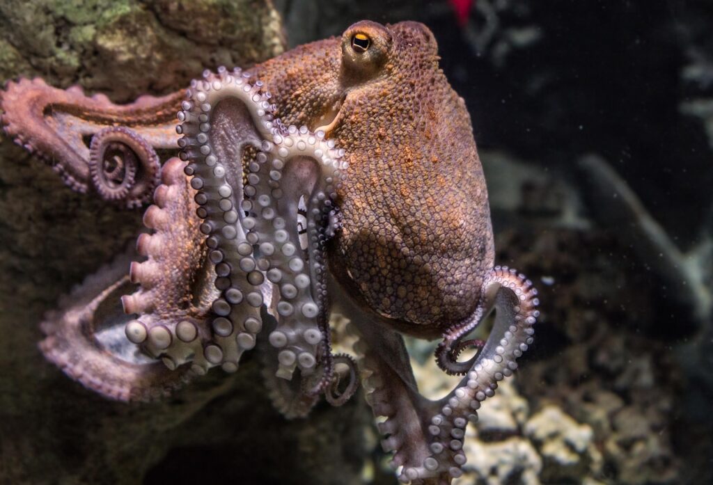 octopus on a rock