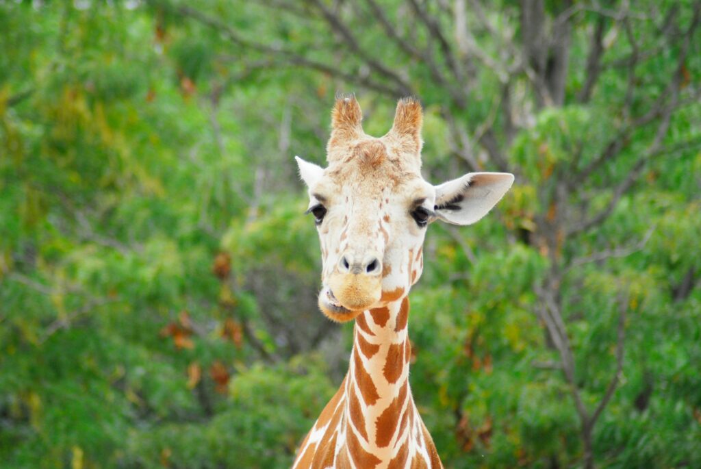 How Giraffes Got Their Long Necks giraffe