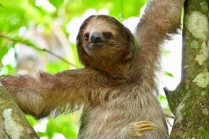 The Brilliance Behind Sloth’s Slow Movement 